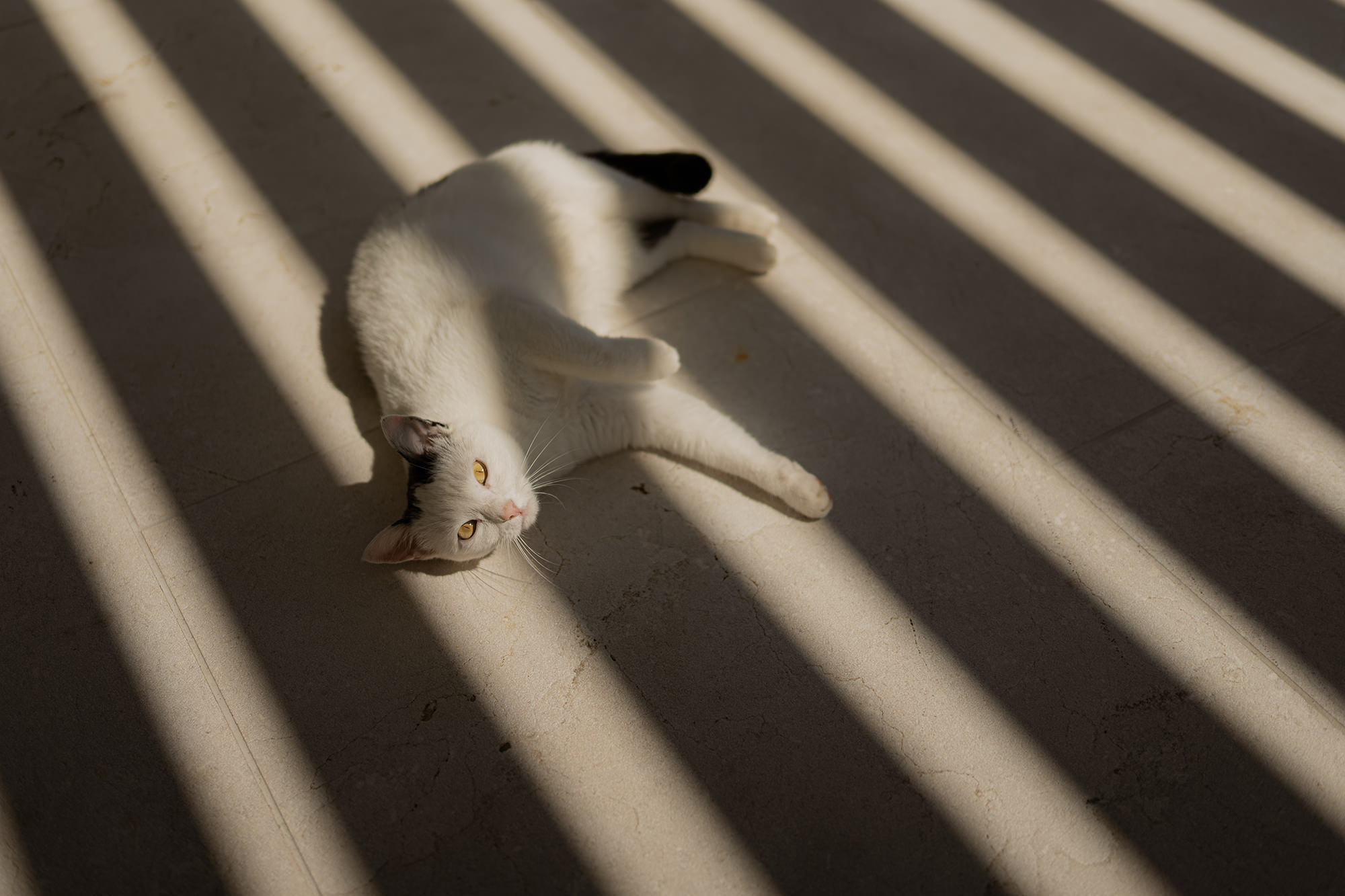 Katze liegt auf dem Terrassenboden. Durch die Holzstäbe der Überdachung entsteht ein gestreiftes Muster aus Sonne und Schatten über ihr.